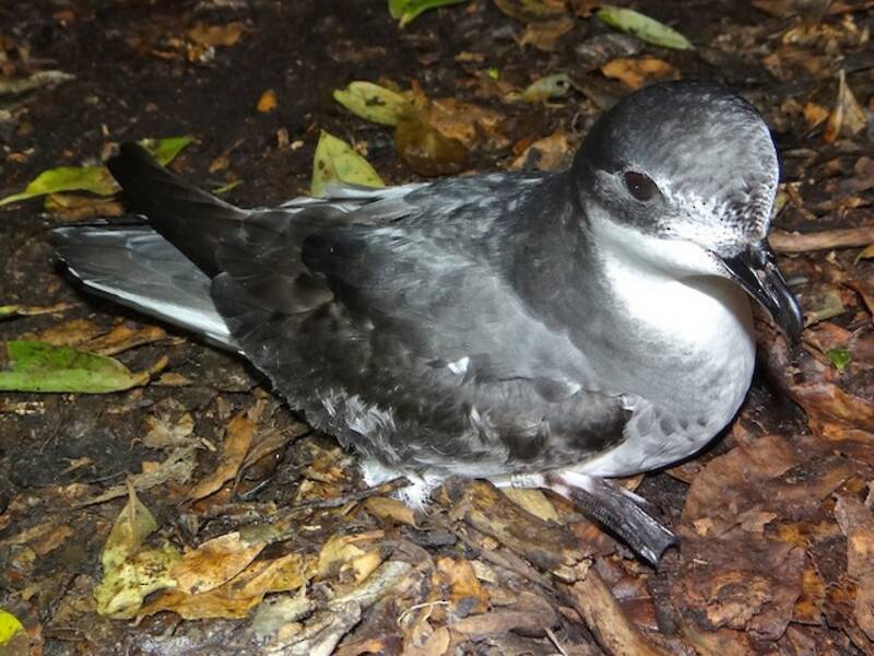 Chatham Islands Petrel