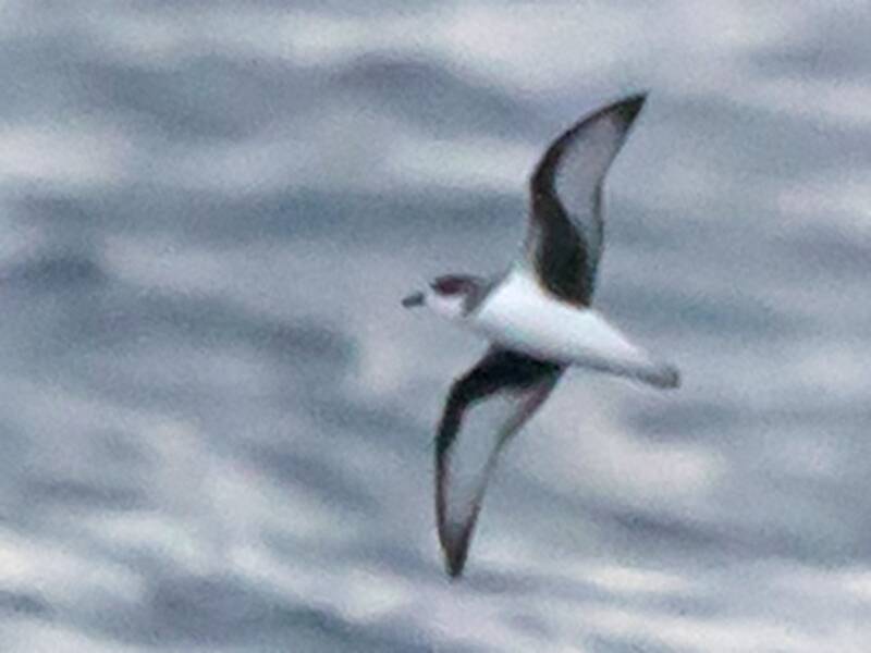 Petrello delle Isole Chatham, Foto 2
