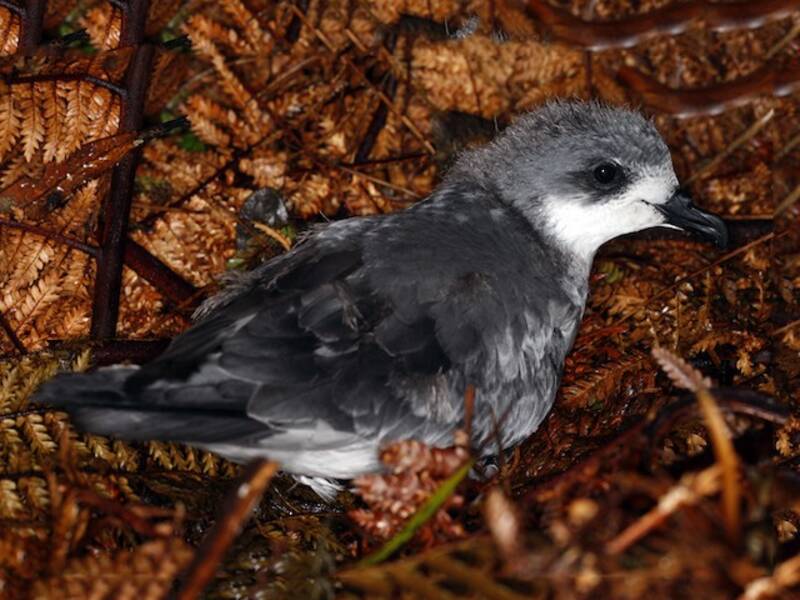 Petrello delle Isole Chatham, Foto 3