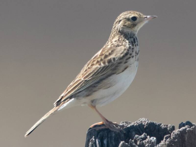 Pipit des pampas, Photos 3