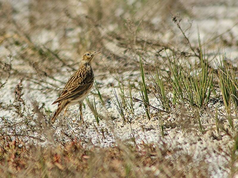Pipit des pampas