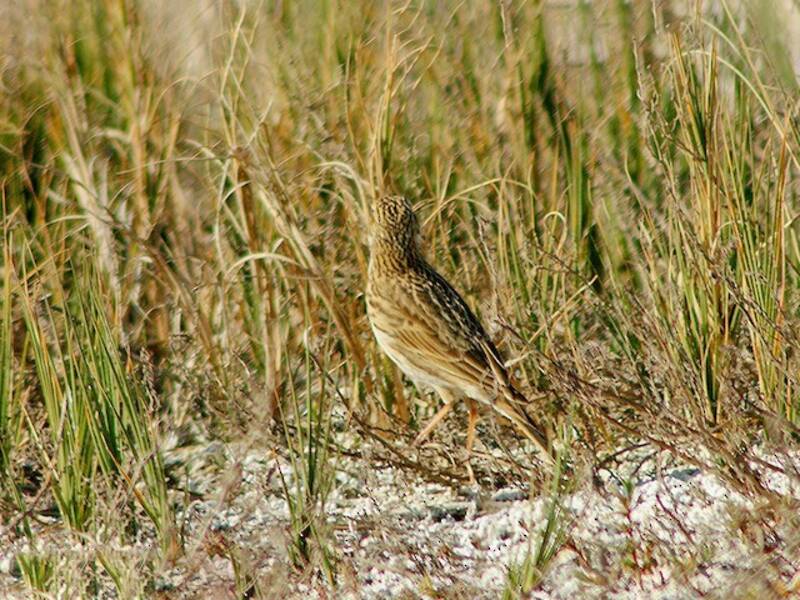Pipit des pampas, Photos 2