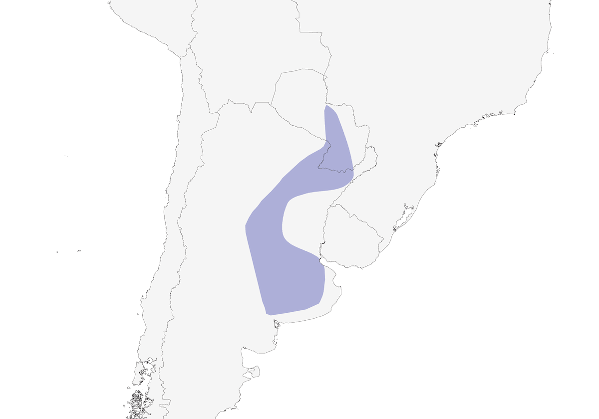 Pipit des pampas, Distribution 1