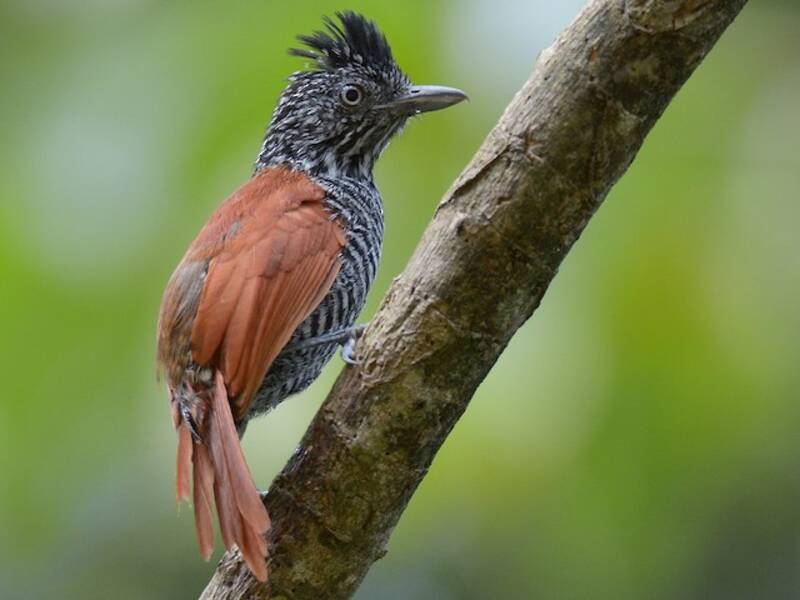 Chestnut-backed Antshrike, Photos 2