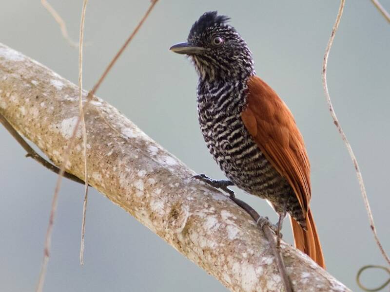 Chestnut-backed Antshrike, Photos 3