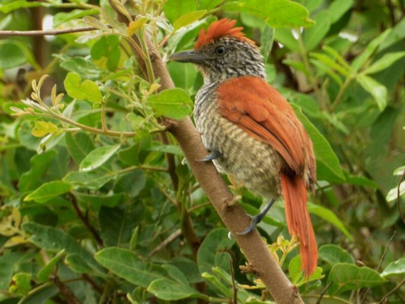 Chestnut-backed Antshrike