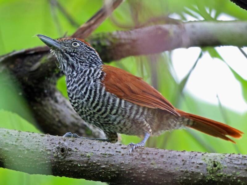 Chestnut-backed Antshrike, Photos 4