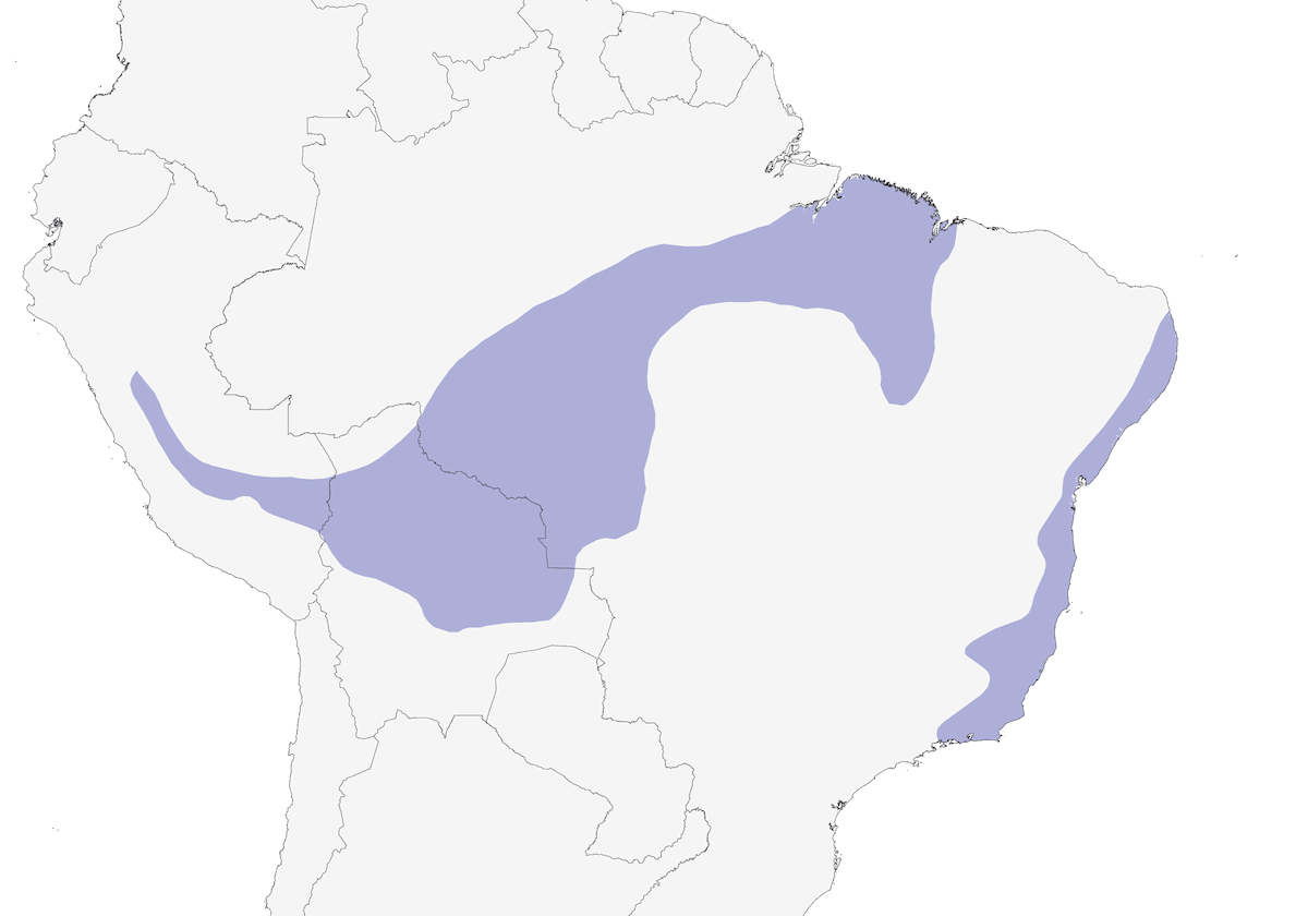 Chestnut-backed Antshrike, Distribution 1