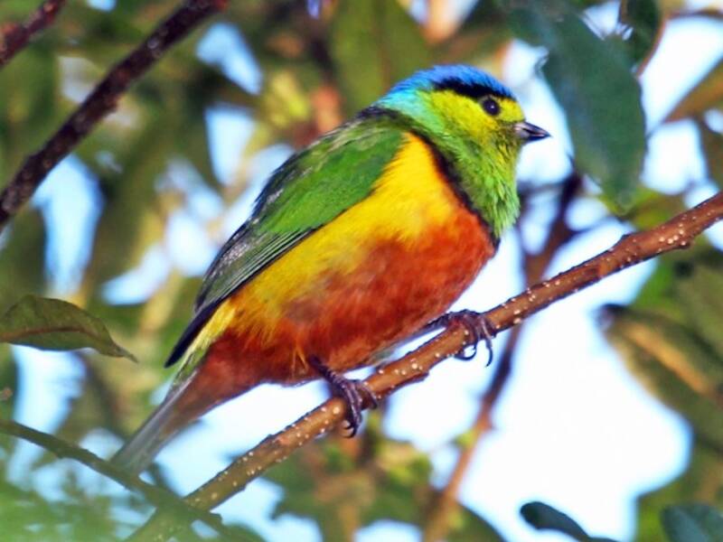 Chestnut-breasted Chlorophonia