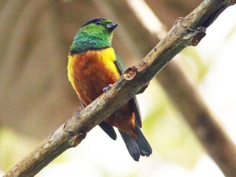 Chestnut-breasted Chlorophonia, Photos 3