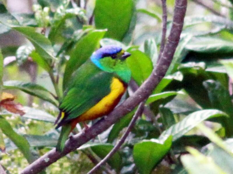 Chestnut-breasted Chlorophonia, Photos 2