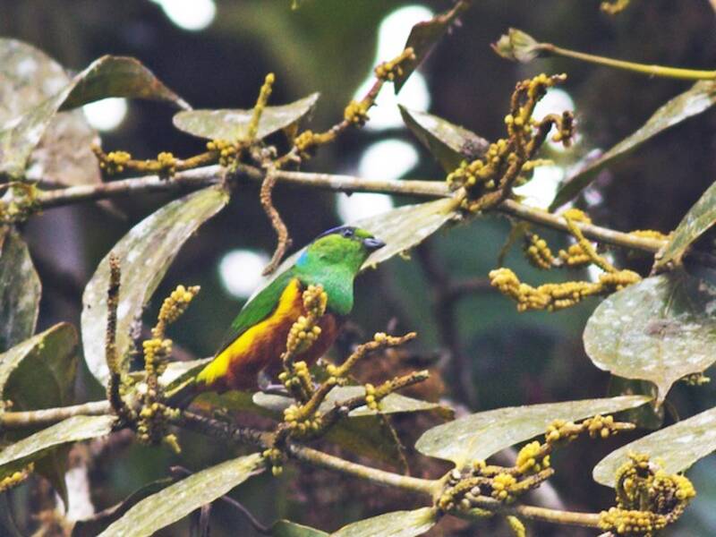 Chestnut-breasted Chlorophonia, Photos 4