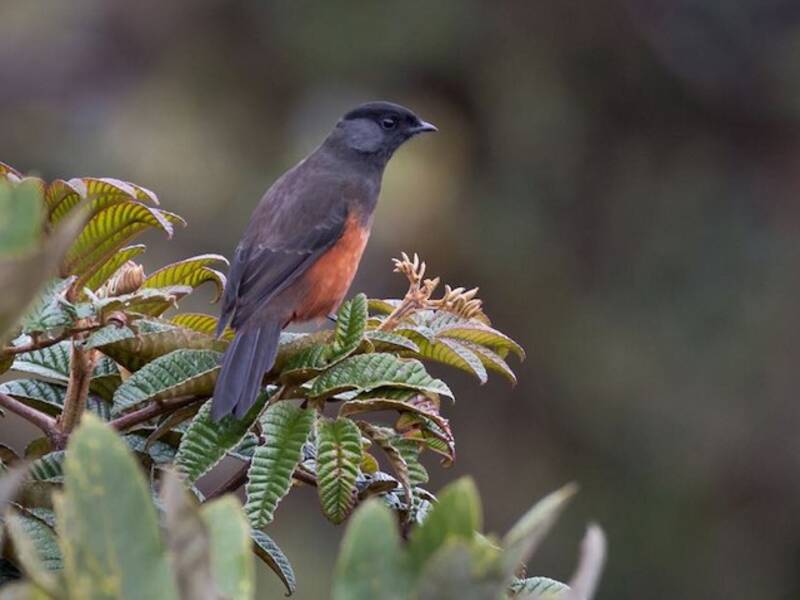 Cotinga à ventre roux, Photos 3