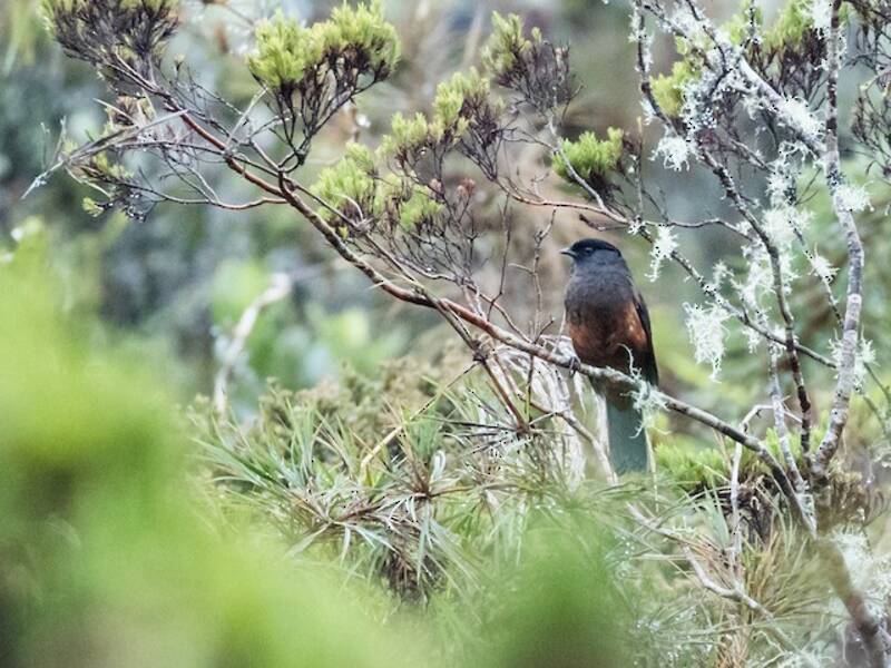 Cotinga à ventre roux, Photos 2