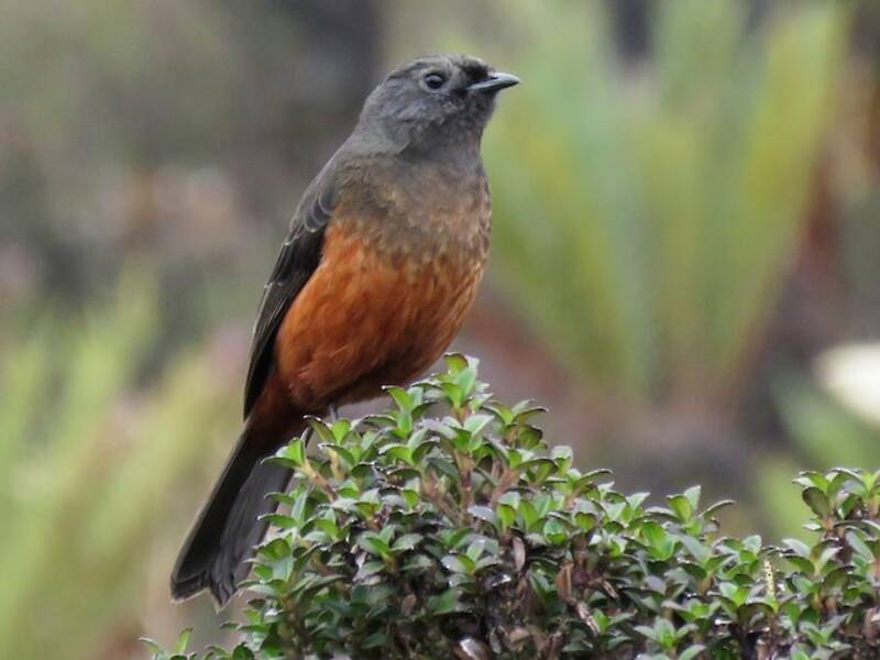 Cotinga à ventre roux, Photos 4