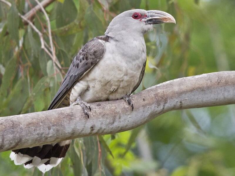 Channel-billed Cuckoo, Photos 2