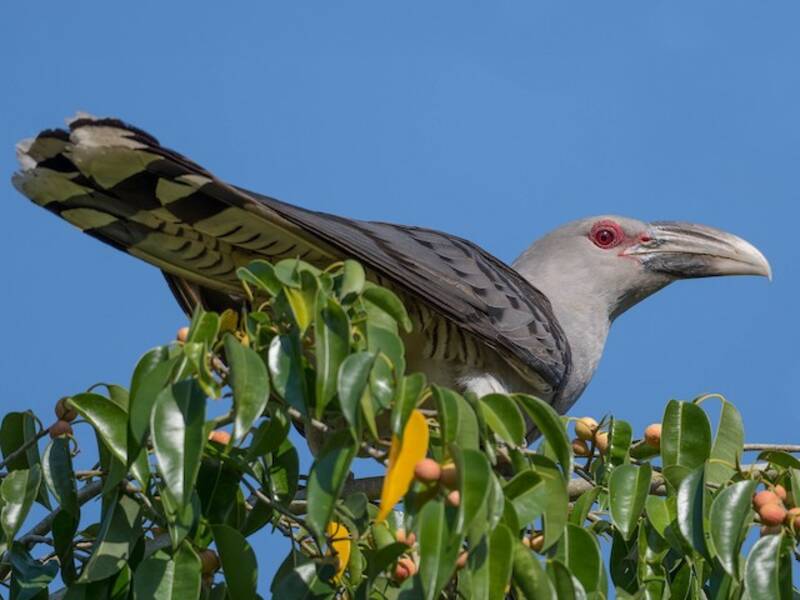 Channel-billed Cuckoo, Photos 4
