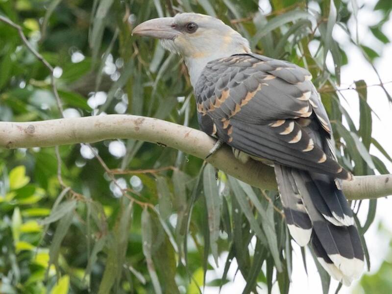 Channel-billed Cuckoo, Photos 3