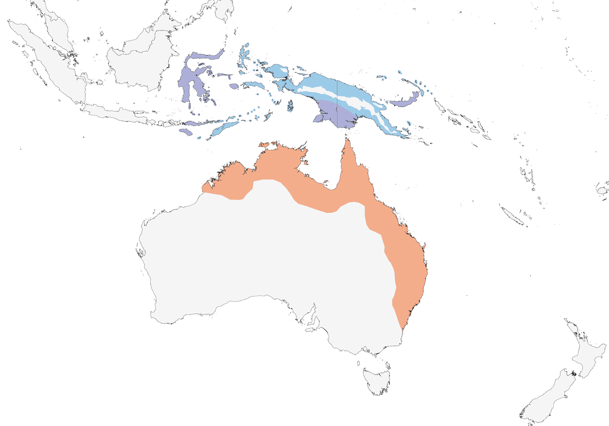 Channel-billed Cuckoo, Distribution 1