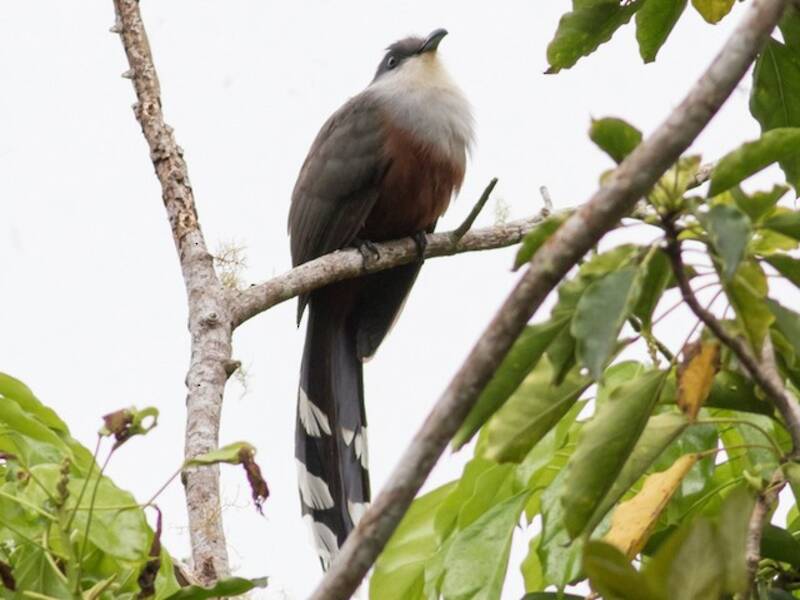 Chestnut-bellied Cuckoo, 照片 4
