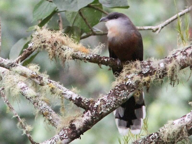 Chestnut-bellied Cuckoo, 照片 2