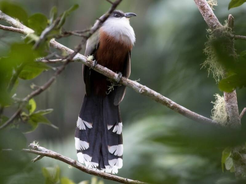 Chestnut-bellied Cuckoo, 照片 3