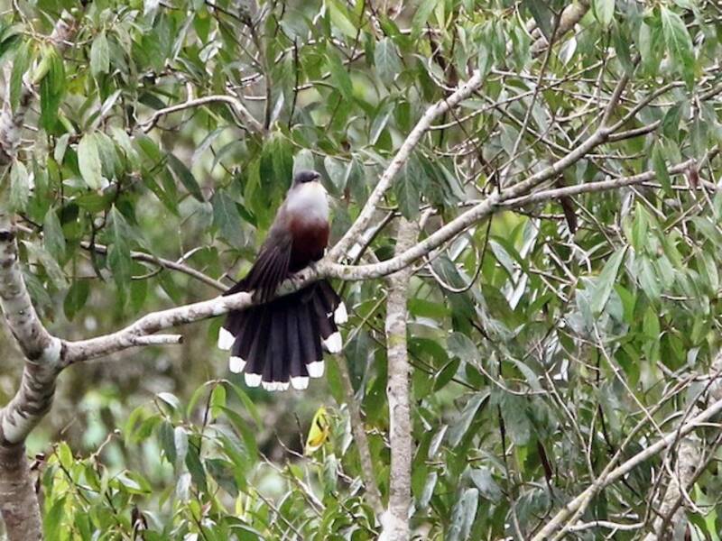 Chestnut-bellied Cuckoo