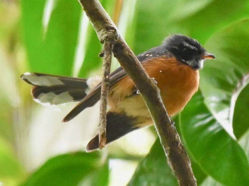 Chestnut-bellied Fantail, Photos 4