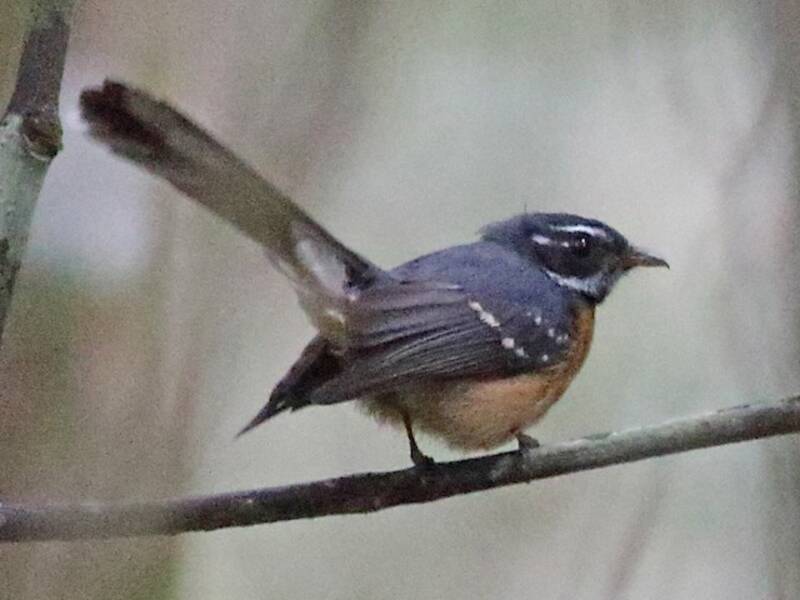 Chestnut-bellied Fantail, Photos 3