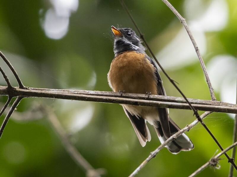 Chestnut-bellied Fantail, Photos 2