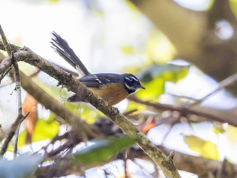 Chestnut-bellied Fantail