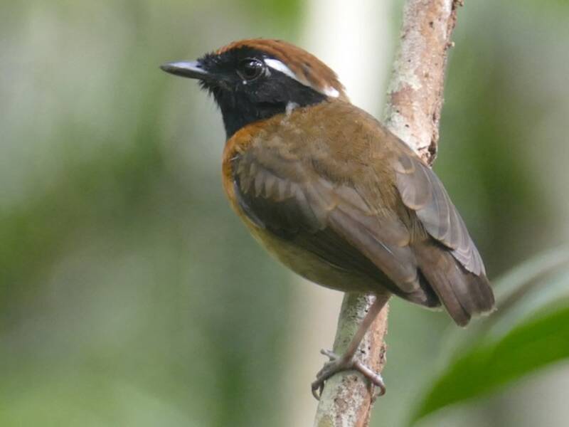 Chestnut-belted Gnateater (Conopophaga aurita)