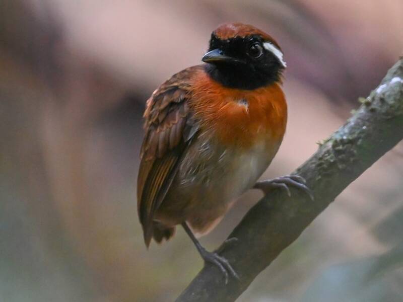 Chestnut-belted Gnateater, 照片 2