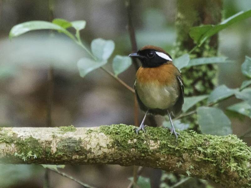 Chestnut-belted Gnateater, 照片 4