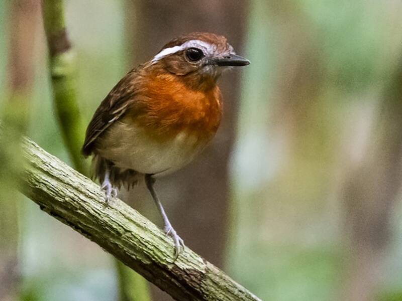 Chestnut-belted Gnateater, 照片 3