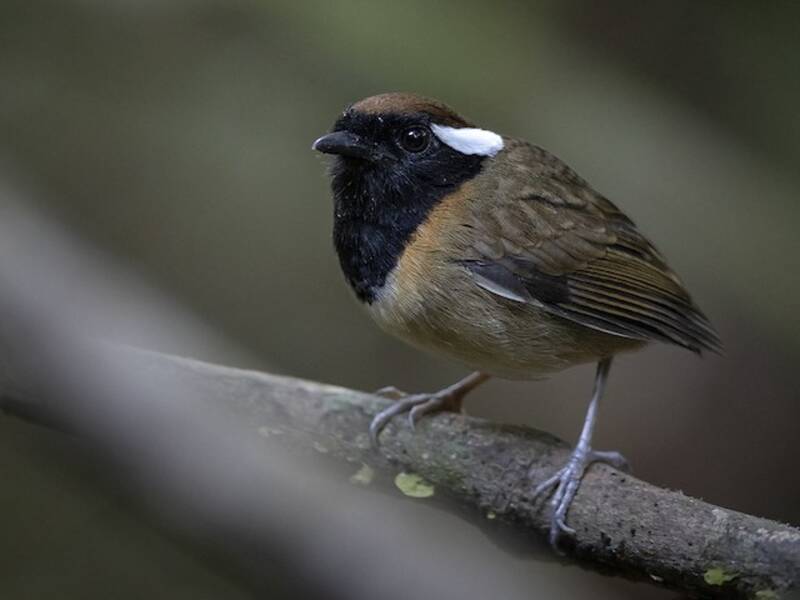 Black-breasted Gnateater