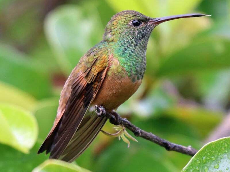 Chestnut-bellied Hummingbird, Photos 4