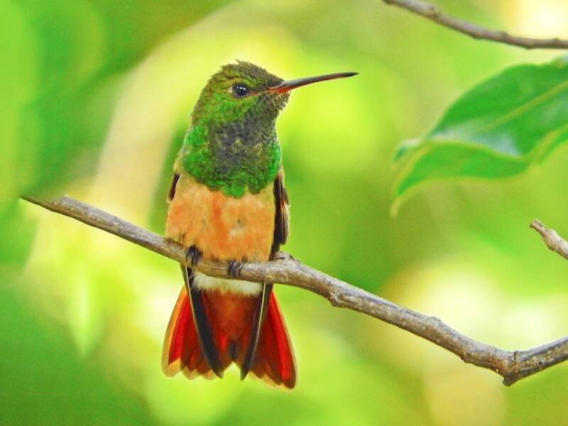 Chestnut-bellied Hummingbird, Photos 2