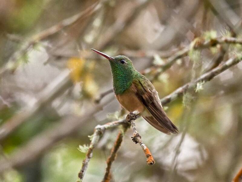 Chestnut-bellied Hummingbird, Photos 3