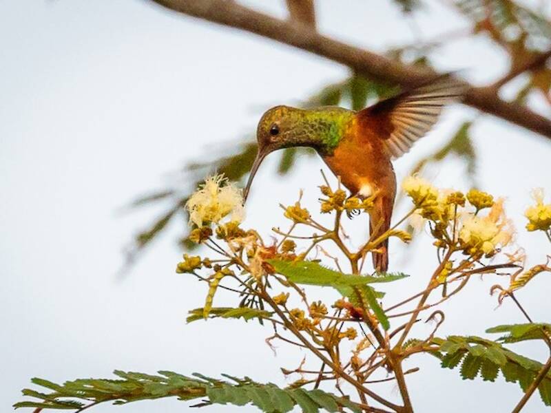 Colibrì ventrecianciana