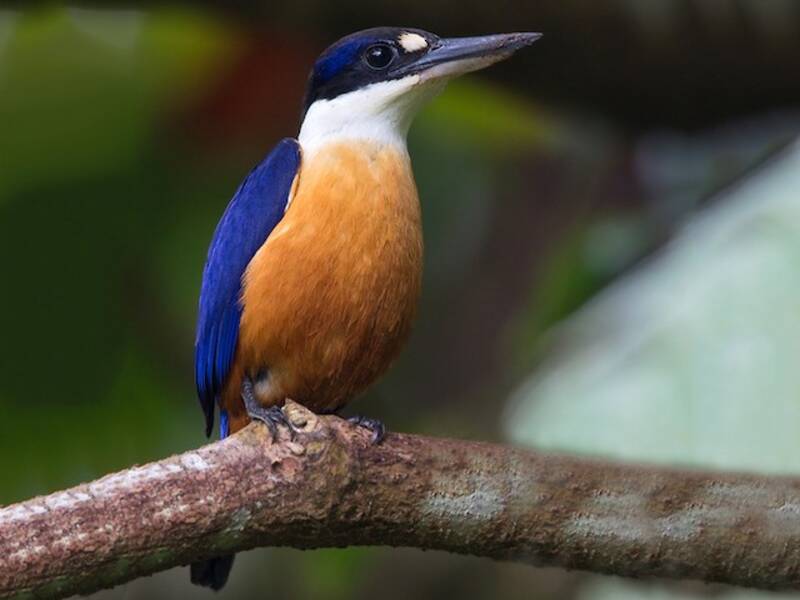Vanuatu Kingfisher