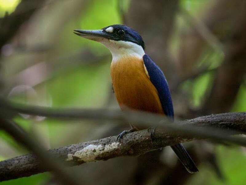 Vanuatu-Eisvogel, Fotos 3