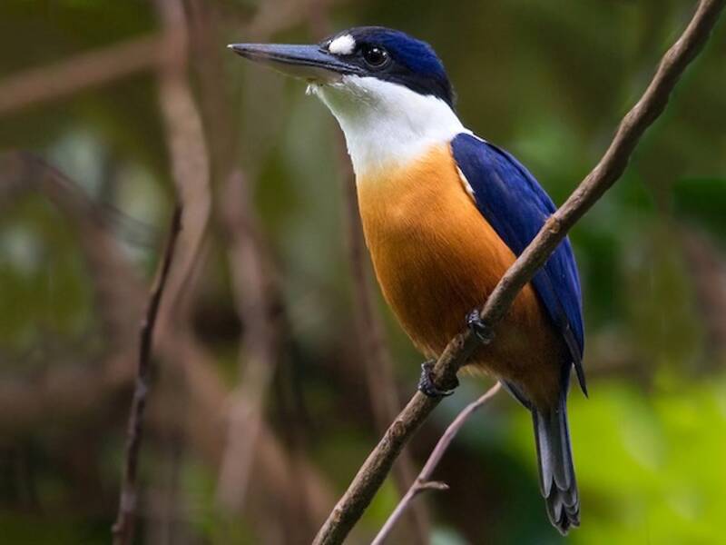Vanuatu-Eisvogel, Fotos 4