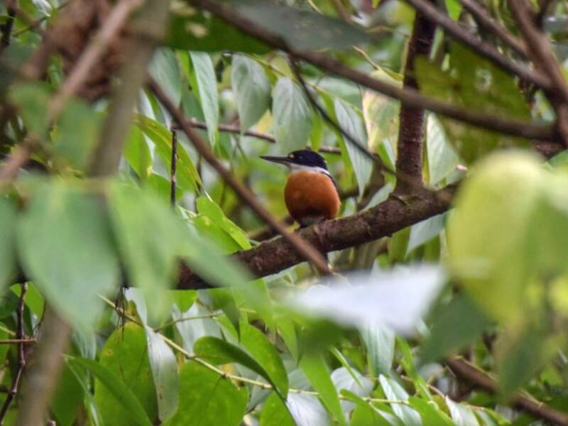 Vanuatu-Eisvogel, Fotos 2