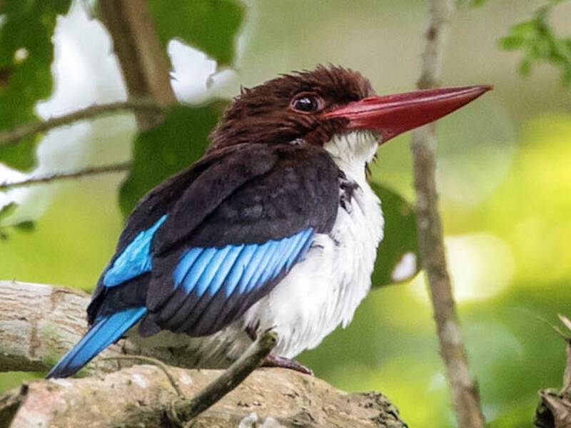 Chocolate-backed Kingfisher