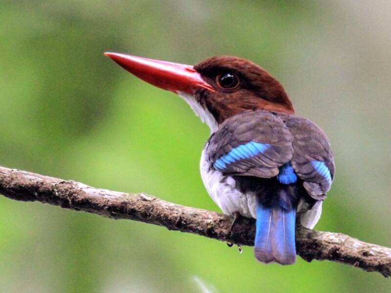 Chocolate-backed Kingfisher, 照片 3