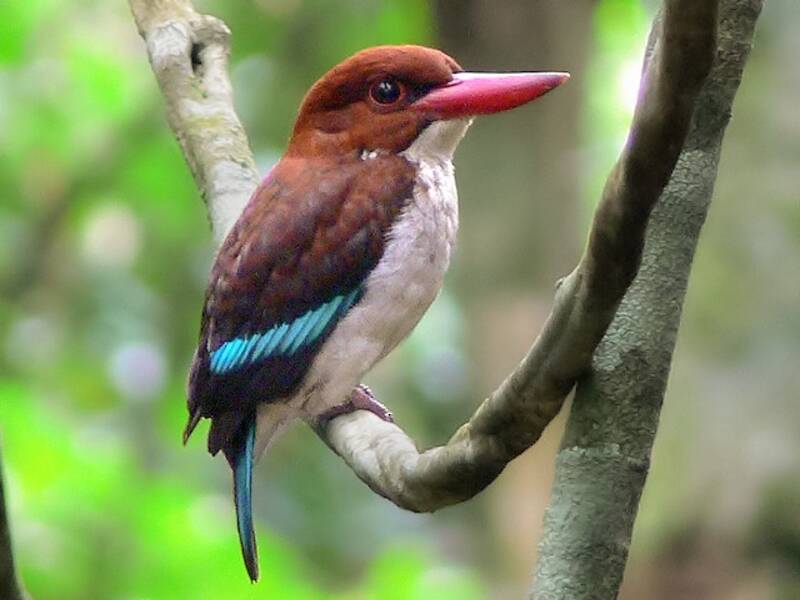 Chocolate-backed Kingfisher, 照片 2