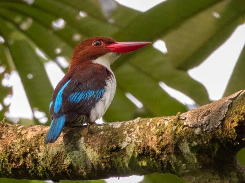 Chocolate-backed Kingfisher, 照片 4