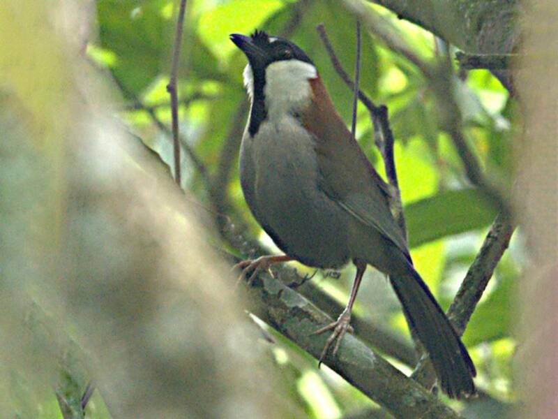 Chestnut-backed Laughingthrush, 照片 2