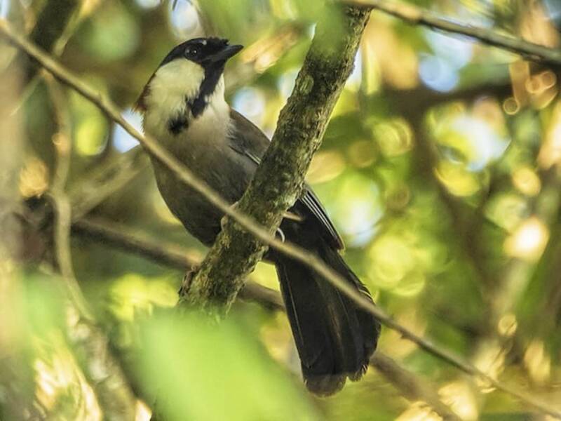 Chestnut-backed Laughingthrush, 照片 3
